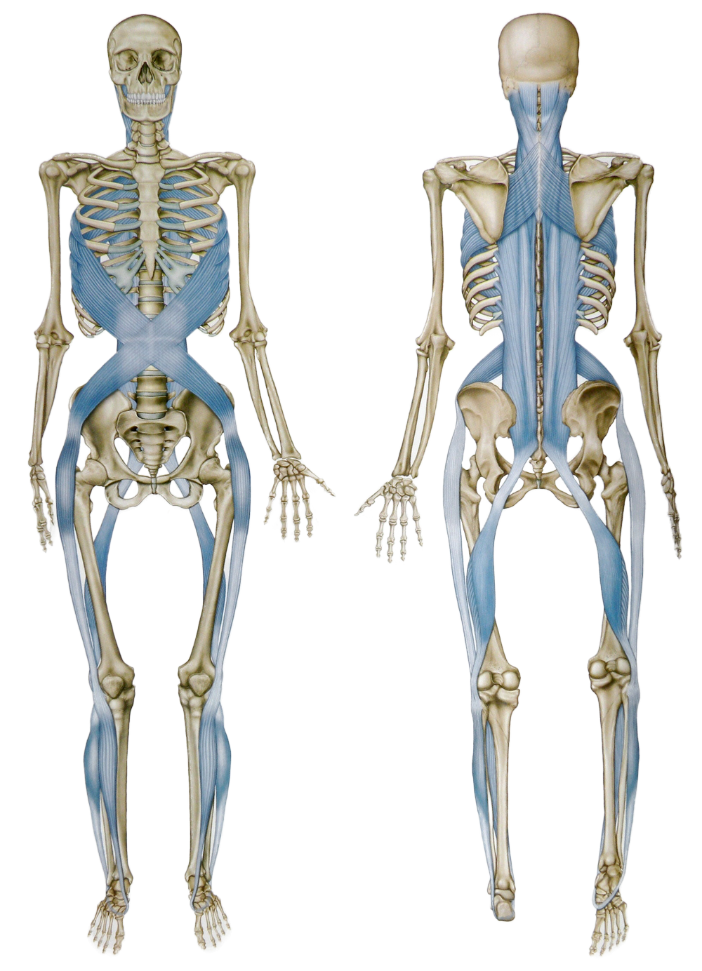 Dynamic Movement & Therapeutics - One-on-One Training Sessions